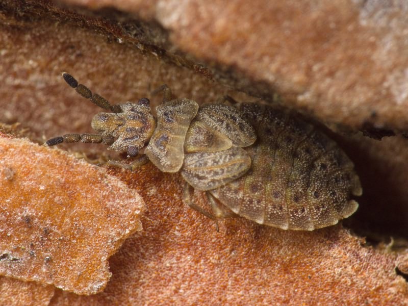 Aradus cinnamomeus Panzer, 1806